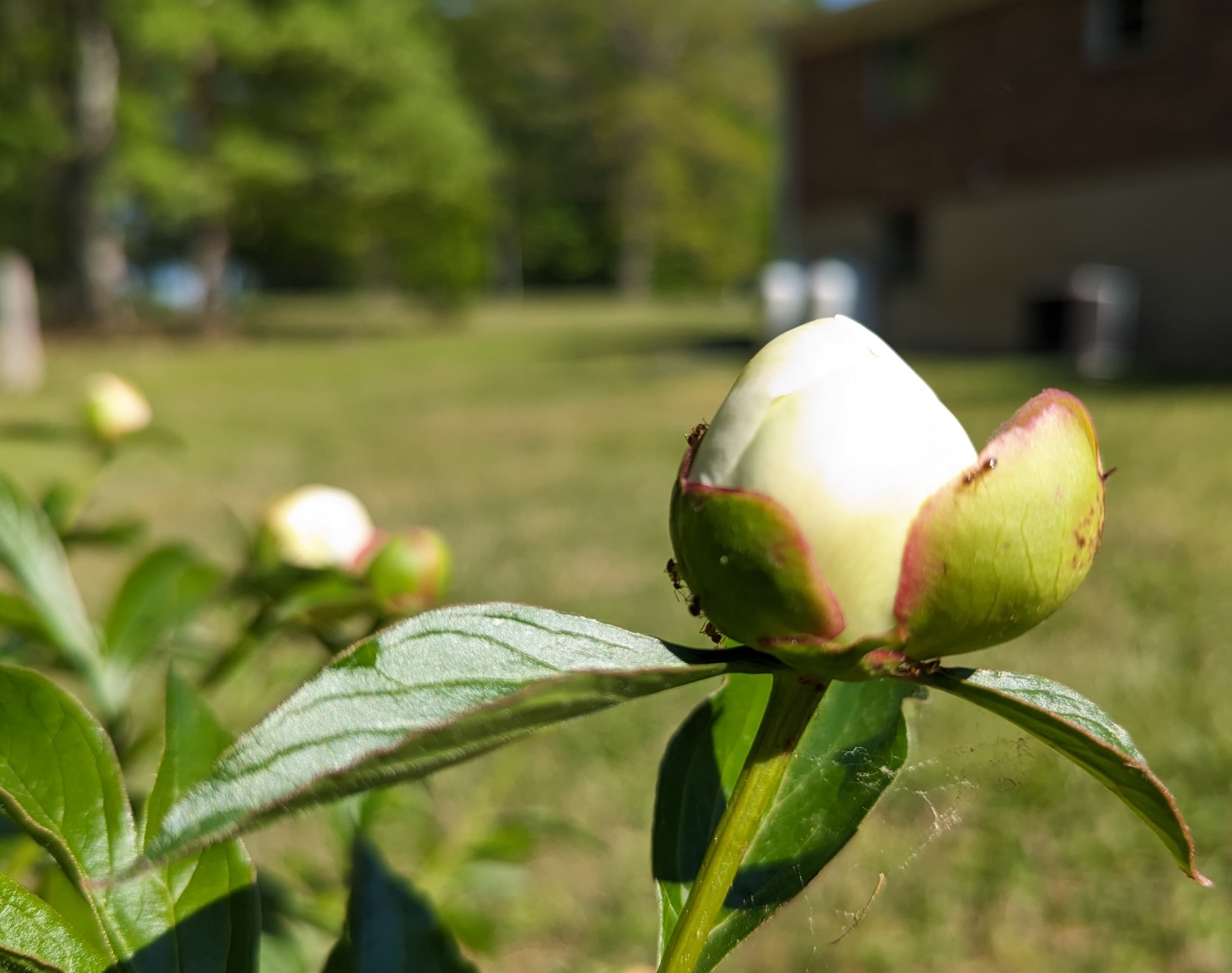 Test image of an overexposed peony bud with some ants on it